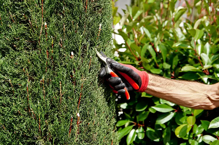 Heckenschnitt mit einer manuellen Gartenschere